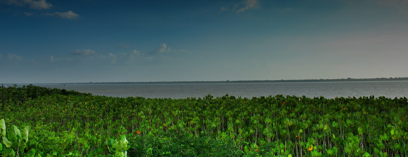 Vegetação típica de Belém do Pará com vista para o rio
